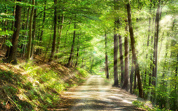 Wanderweg im Wald Industrialisierung in Singen
