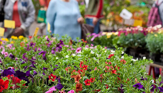 Bunte Blumen im Angebot