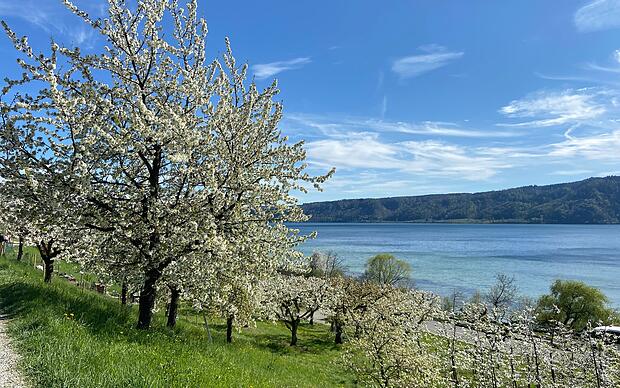 Blütenweg mit Blick auf den Bodensee in Ludwigshafen