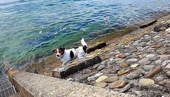 Meersburg: Liegewiese