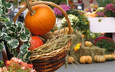 Herbst-M&auml;rkte am Bodensee