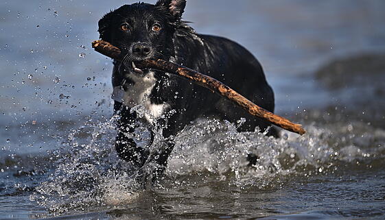 dog playing in the water dog playing in the water