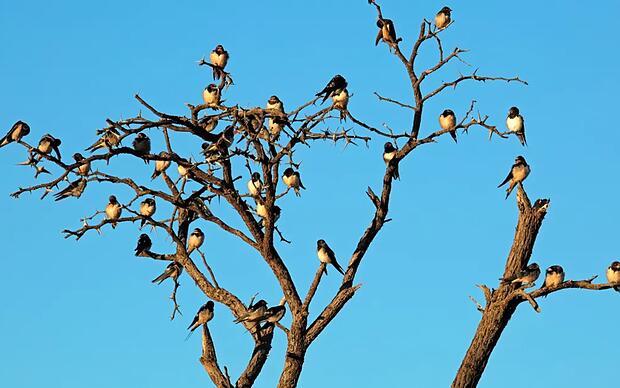 Rauchschwalben Rauchschwalben