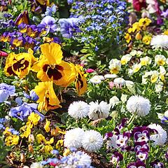Frühlingsblumen