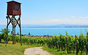 Hochstand vor Weinbergen über Hagnau am Bodensee