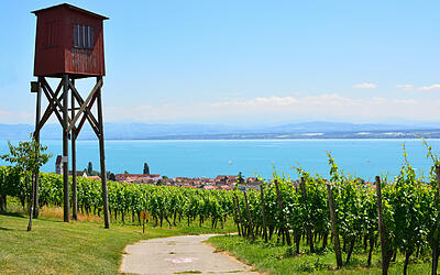 Hochstand vor Weinbergen über Hagnau am Bodensee