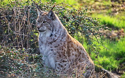 Wild- und Freizeitpark Allensbach