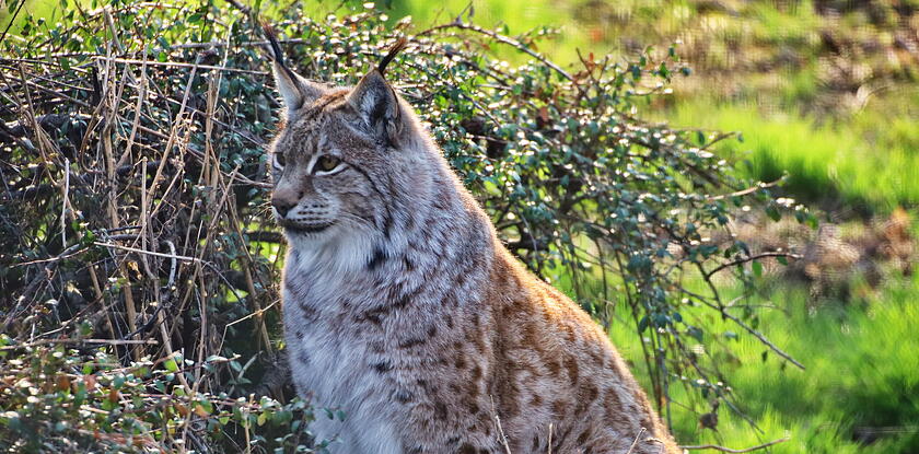 Wild- und Freizeitpark Allensbach
