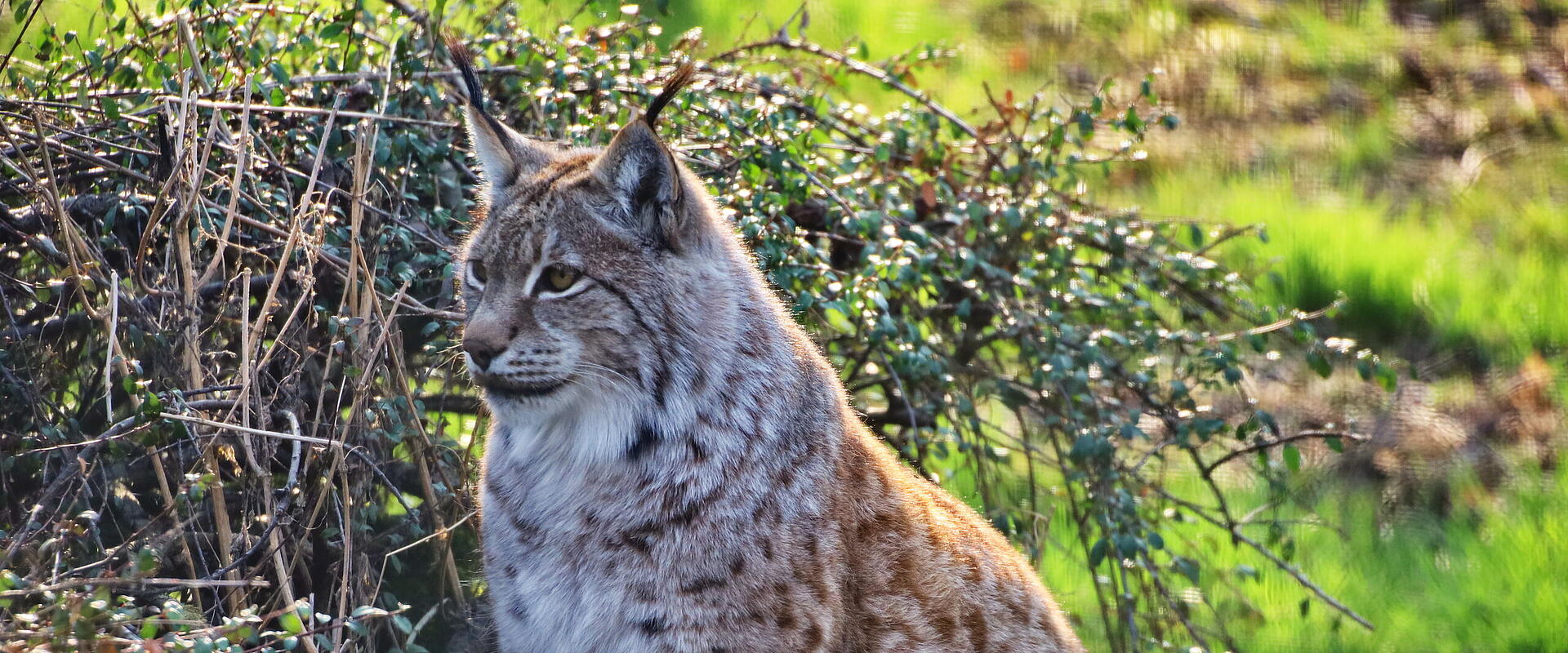 Wild- und Freizeitpark Allensbach