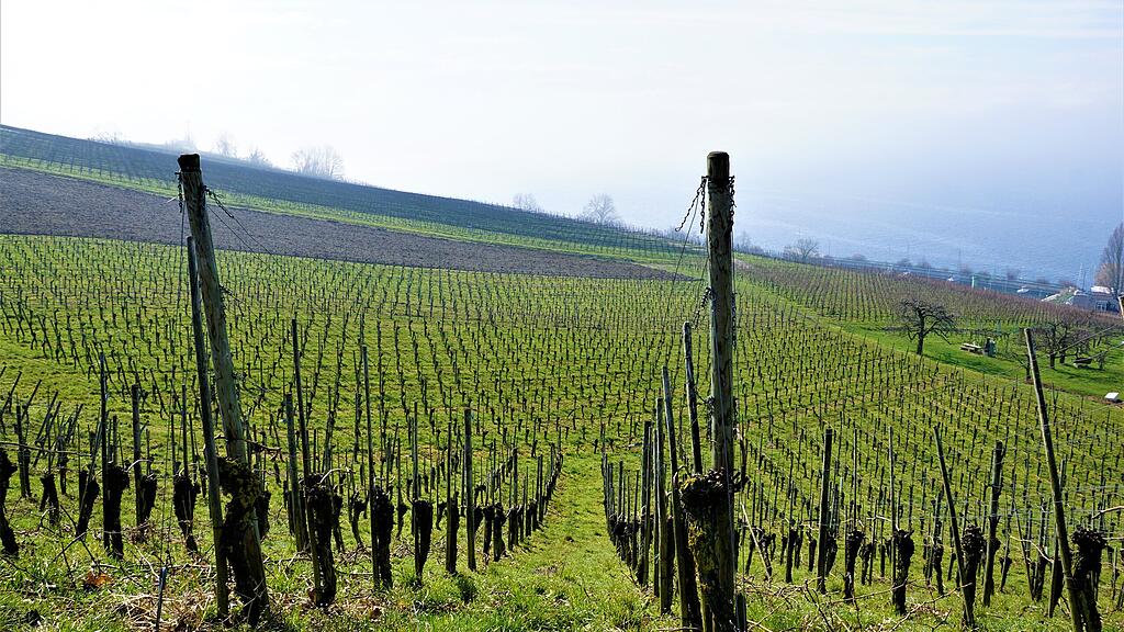 Weinberge zwischen Hagnau und Meersburg