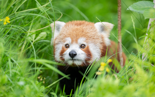 Gewinne einen Familieneintritt in den Walter Zoo in Gossau SG!