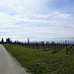 Wanderweg zwischen Meersburg und Hagnau