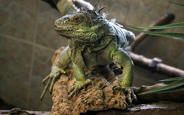 Dunkelgrüne Echse im Reptilienhaus in Uhldingen