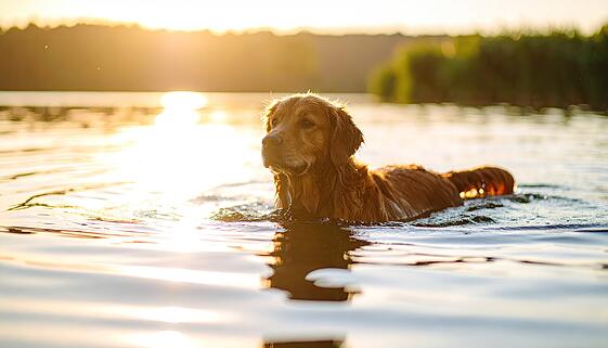 Golden Retriever swimming in lake at sunset Golden Retriever swimming in lake at sunset