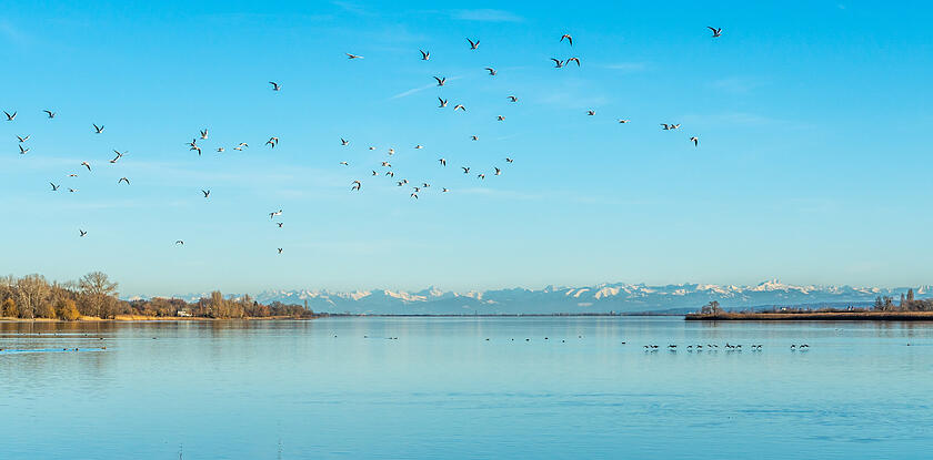 Zugvögel am Bodensee