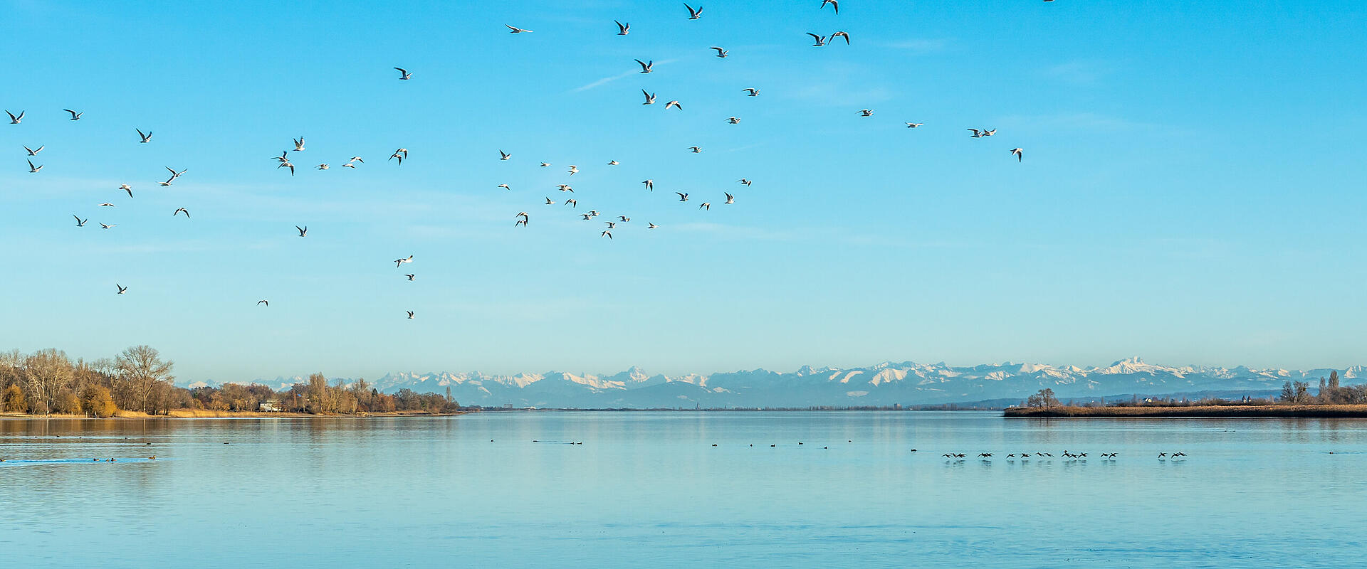 Zugvögel am Bodensee