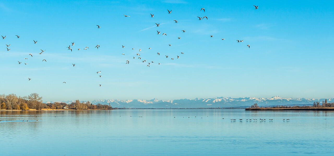 Blauer Himmel und Vögel im Winter am Bodensee