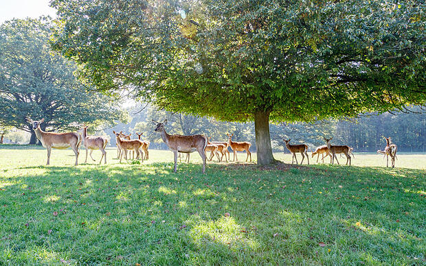 Faszinierende Wildtiere in idyllischer Atmosphäre Tierwelt