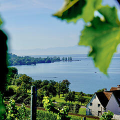 Blick durch Blätter und Weinreben auf den Bodensee