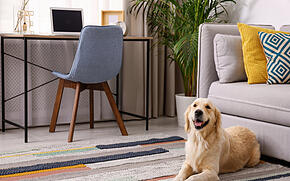 Deine Ferienwohnung mit Hund