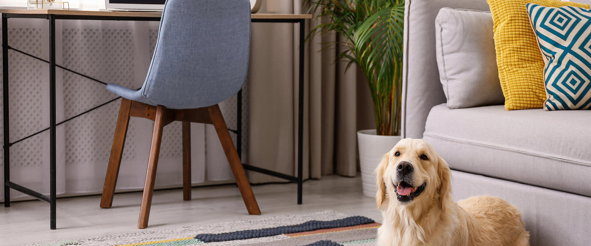 Deine Ferienwohnung mit Hund