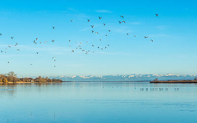 Zugvögel am Bodensee bei blauem Himmel im Herbst